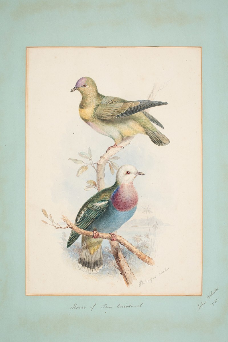 Doves of San Cristoval (48753443022) - Ptilonopus viridis = Ptilinopus eugeniae (white-headed fruit dove).jpg