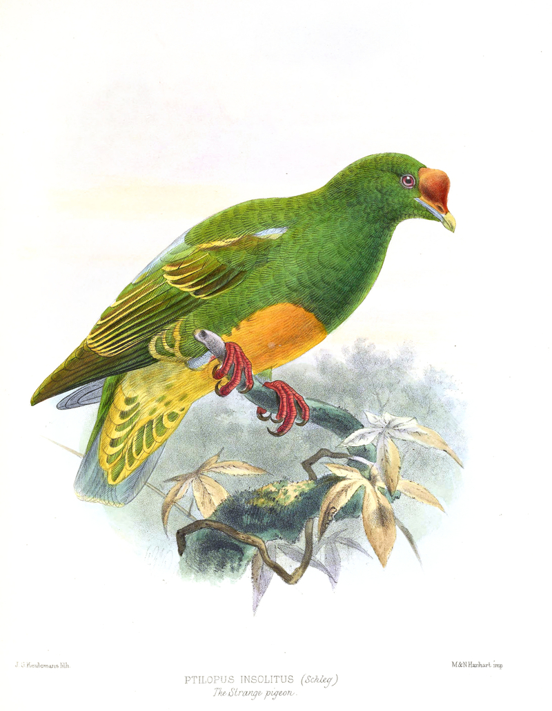 Ptilopus Insolitus Keulemans - Ptilinopus insolitus, knobb-billed fruit dove.jpg