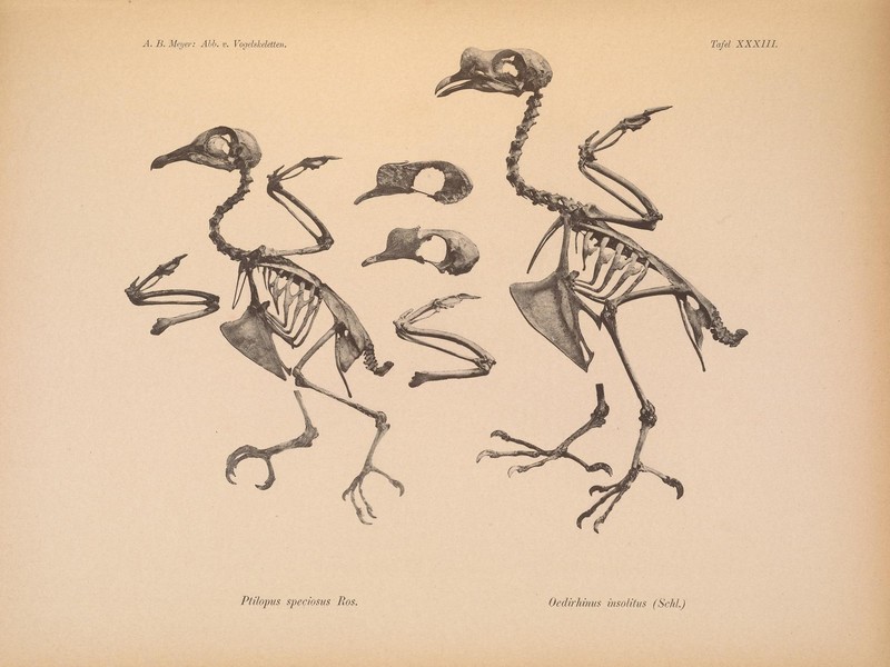 Abbildungen von Vogel-Skeletten (Tafel XXXIII) (6981801343).jpg