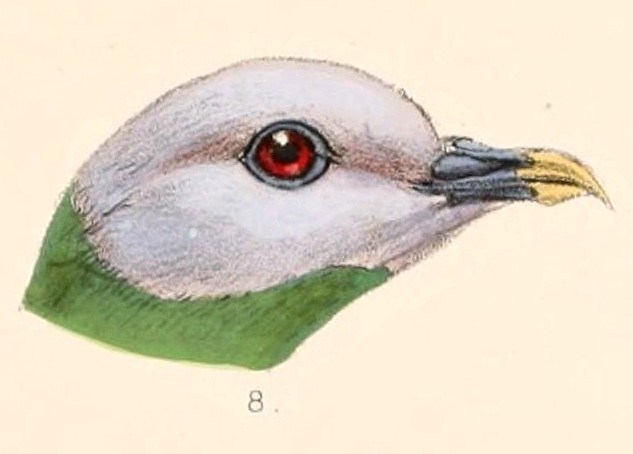Ptilinopus hyogastrus head 1899 - Ptilinopus hyogaster, grey-headed fruit dove.jpg