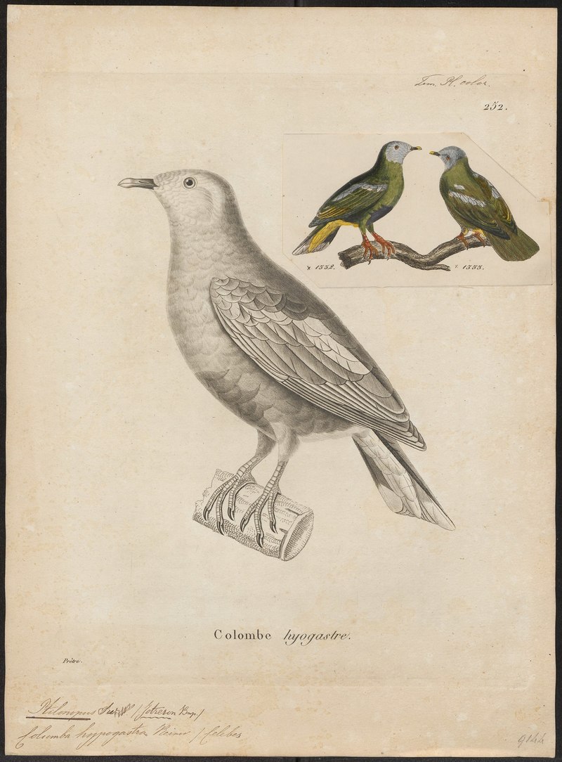 Ptilinopus hyogaster - 1700-1880 - Print - Iconographia Zoologica - Special Collections University of Amsterdam - UBA01 IZ15600063.Ptilinopus hyogastrus (grey-headed fruit dove).jpg