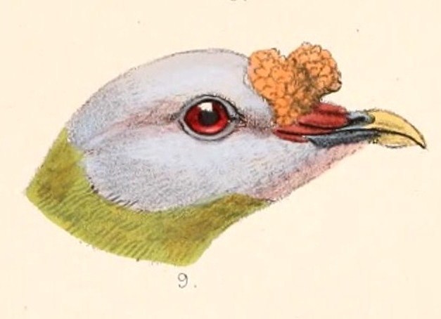 Ptilinopus granulifrons head 1899 - carunculated fruit dove (Ptilinopus granulifrons).jpg