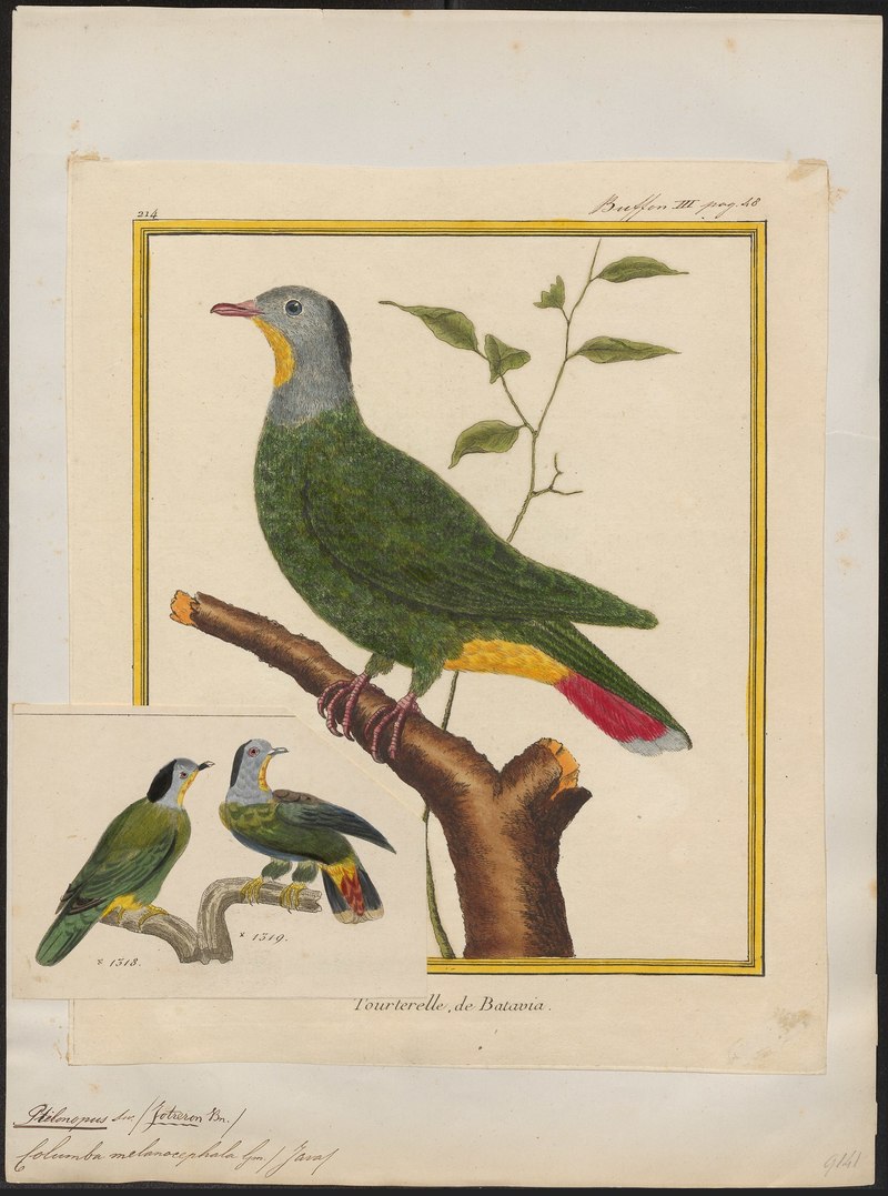Ptilinopus melanocephalus - 1700-1880 - Print - Iconographia Zoologica - Special Collections University of Amsterdam - UBA01 IZ15600059.Ptilinopus melanospilus (black-naped fruit dove).jpg