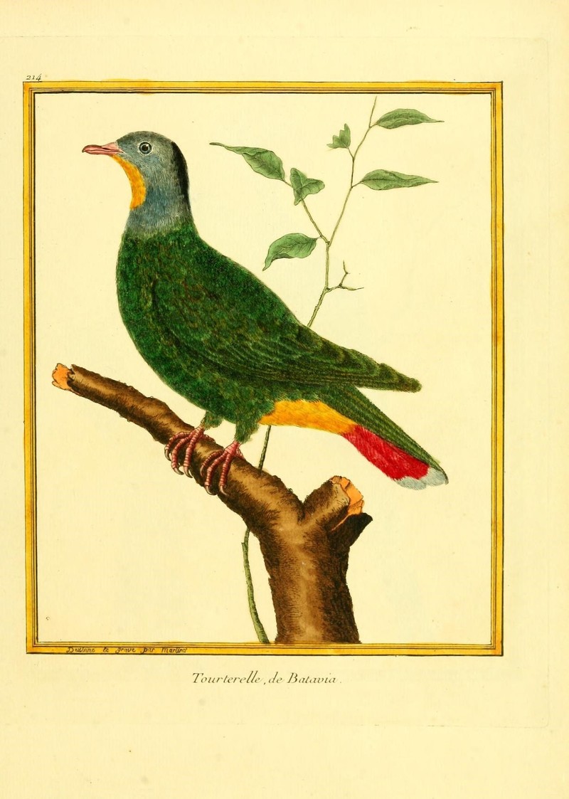Planches enluminées d'histoire naturelle (9932558215) - Ptilinopus melanospilus (black-naped fruit dove).jpg