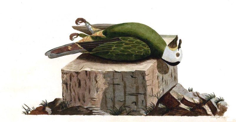 Forster Plate 7 - Columba melanocephala = Ptilinopus melanospilus (black-naped fruit dove).jpg