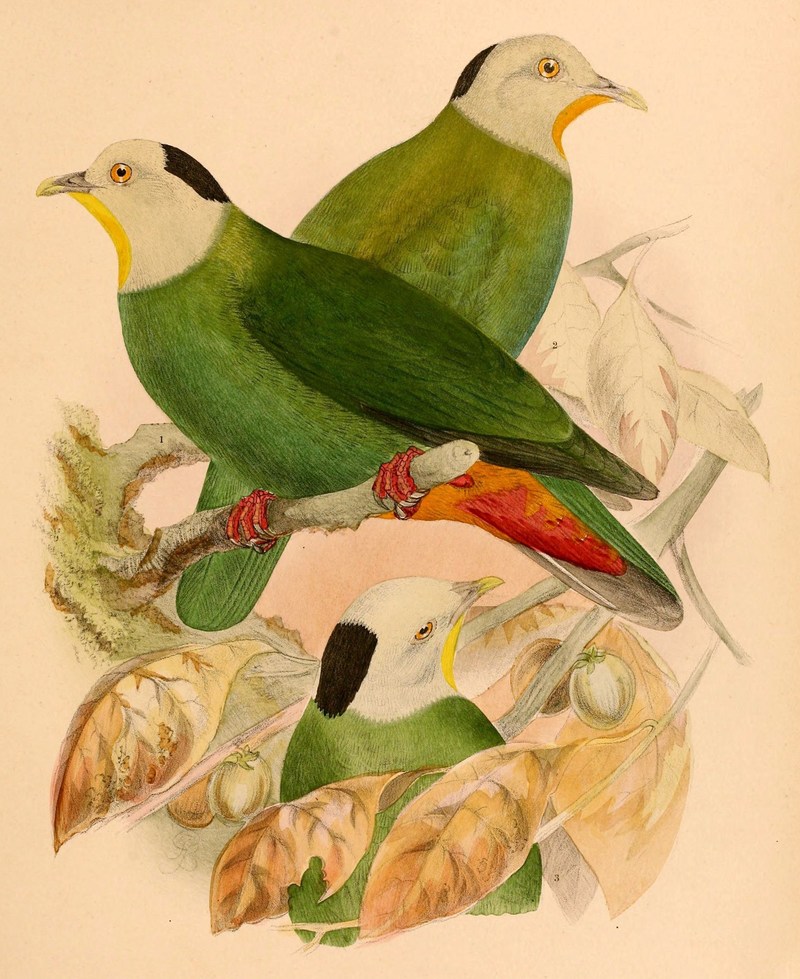 The birds of Celebes and the neighbouring islands - XXXVIII - Ptilopus melanocephalus = Ptilinopus melanospilus (black-naped fruit dove).jpg