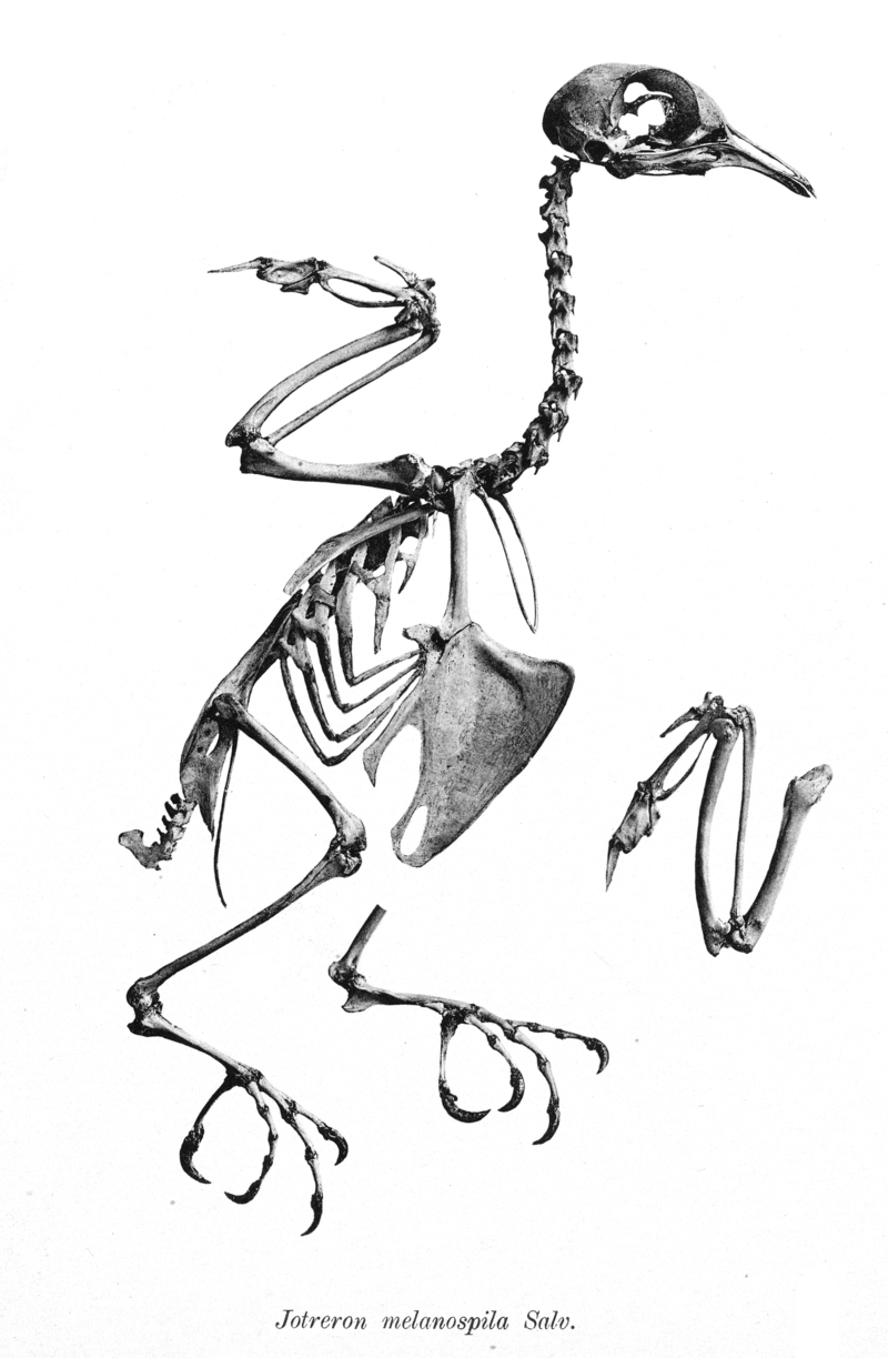 Jotreron melanospila 175 - Ptilinopus melanospilus (black-naped fruit dove, skeleton).jpg