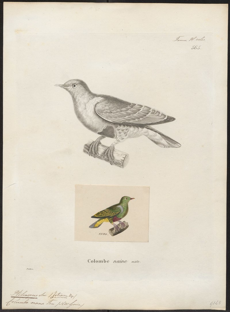 Ptilinopus nanus - 1700-1880 - Print - Iconographia Zoologica - Special Collections University of Amsterdam - UBA01 IZ15600065.Ptilinopus nainus (dwarf fruit dove).jpg