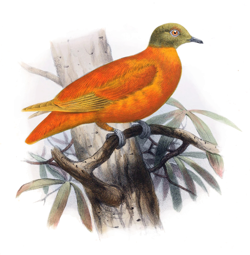 Chrysoenas victor - Ptilinopus victor (orange fruit dove).jpg