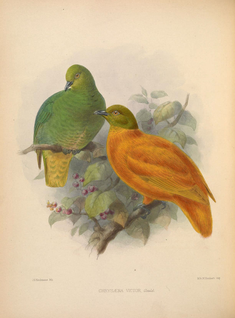 Ornithological miscellany (Plate) (5982038490) - Chrysaena victor = Ptilinopus victor (orange fruit dove).jpg