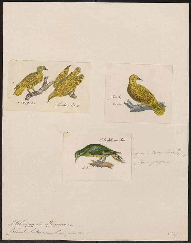 Ptilinopus luteovirens - 1700-1880 - Print - Iconographia Zoologica - Special Collections University of Amsterdam - UBA01 IZ15600053.Columba luteovirens = Ptilinopus luteovirens (golden fruit dove).jpg