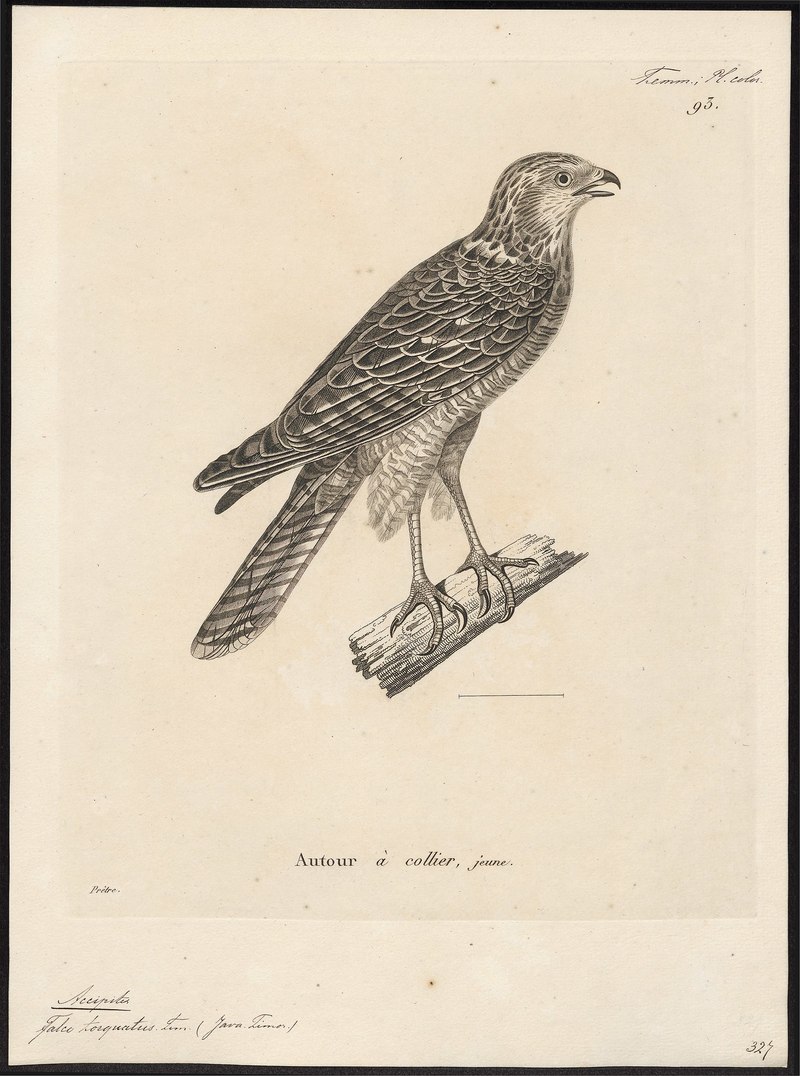 Accipiter torquatus - 1700-1880 - Print - Iconographia Zoologica - Special Collections University of Amsterdam - UBA01 IZ18300127.Accipiter fasciatus (brown goshawk).jpg