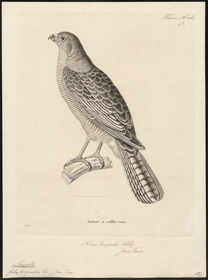 Accipiter torquatus - 1700-1880 - Print - Iconographia Zoologica - Special Collections University of Amsterdam - UBA01 IZ18300125.Accipiter fasciatus (brown goshawk).jpg