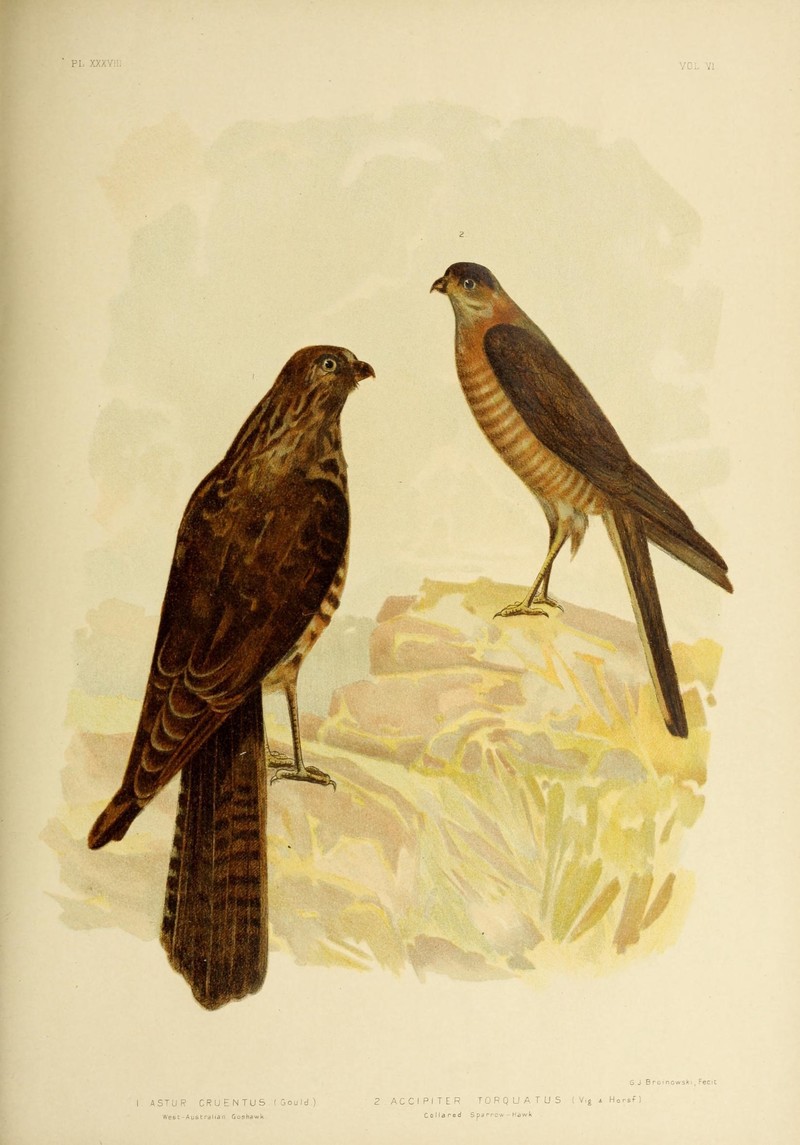 The birds of Australia (16859811357) - Accipiter fasciatus (brown goshawk) & Accipiter cirrocephalus (collared sparrowhawk).jpg
