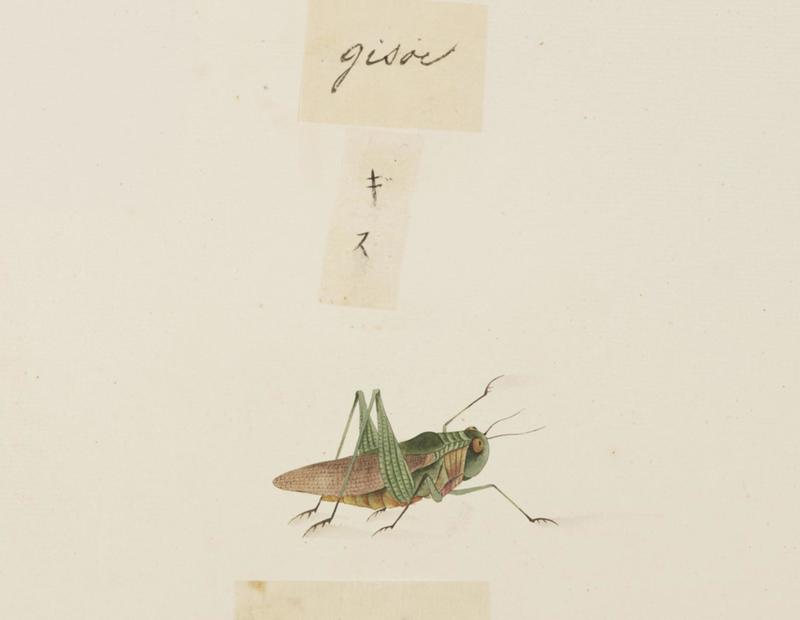 Naturalis Biodiversity Center - RMNH.ART.592 - Locusta migratoria - Kawahara Keiga - 1823 - 1829 - Siebold Collection - pencil drawing - water colour - migratory locust (Locusta migratoria).jpeg