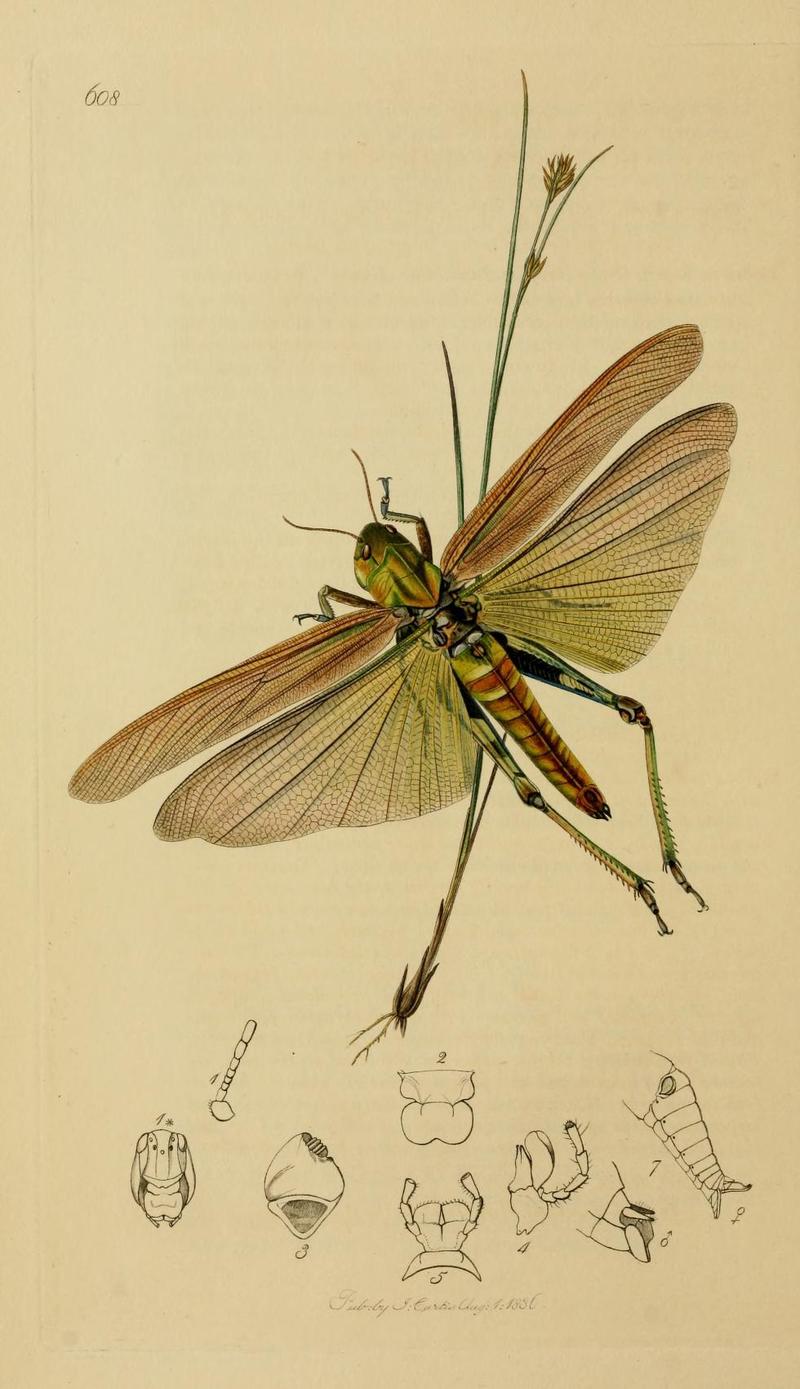 British entomology volume3 Plate608 - Locusta christii = Locusta migratoria (migratory locust).jpg