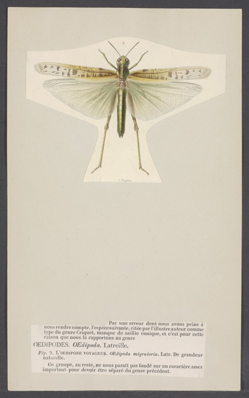 Oedipoda - Print - Iconographia Zoologica - Special Collections University of Amsterdam - UBAINV0274 004 03 0026.Oedipoda migratoria = Locusta migratoria (migratory locust).jpg