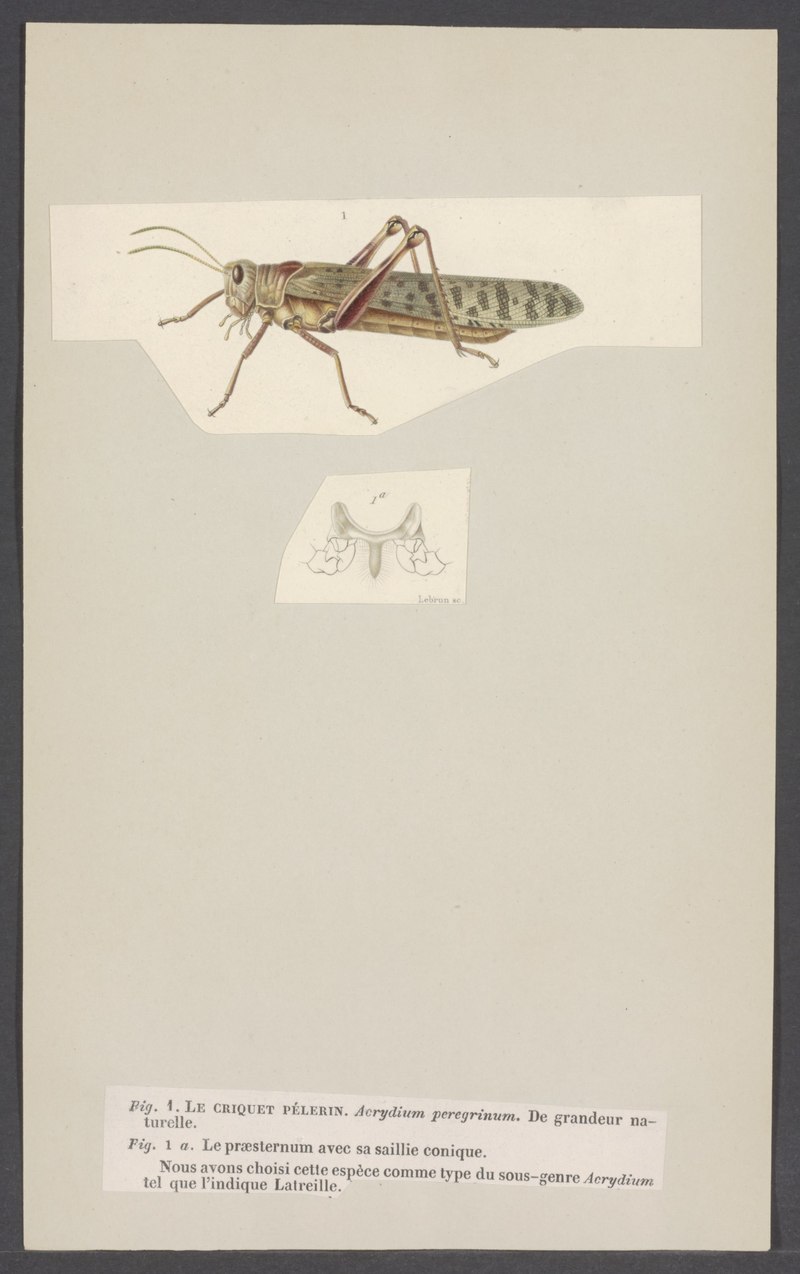 Acridium - Print - Iconographia Zoologica - Special Collections University of Amsterdam - UBAINV0274 004 03 0028.Acridium peregrinum = Schistocerca gregaria (desert locust).jpg