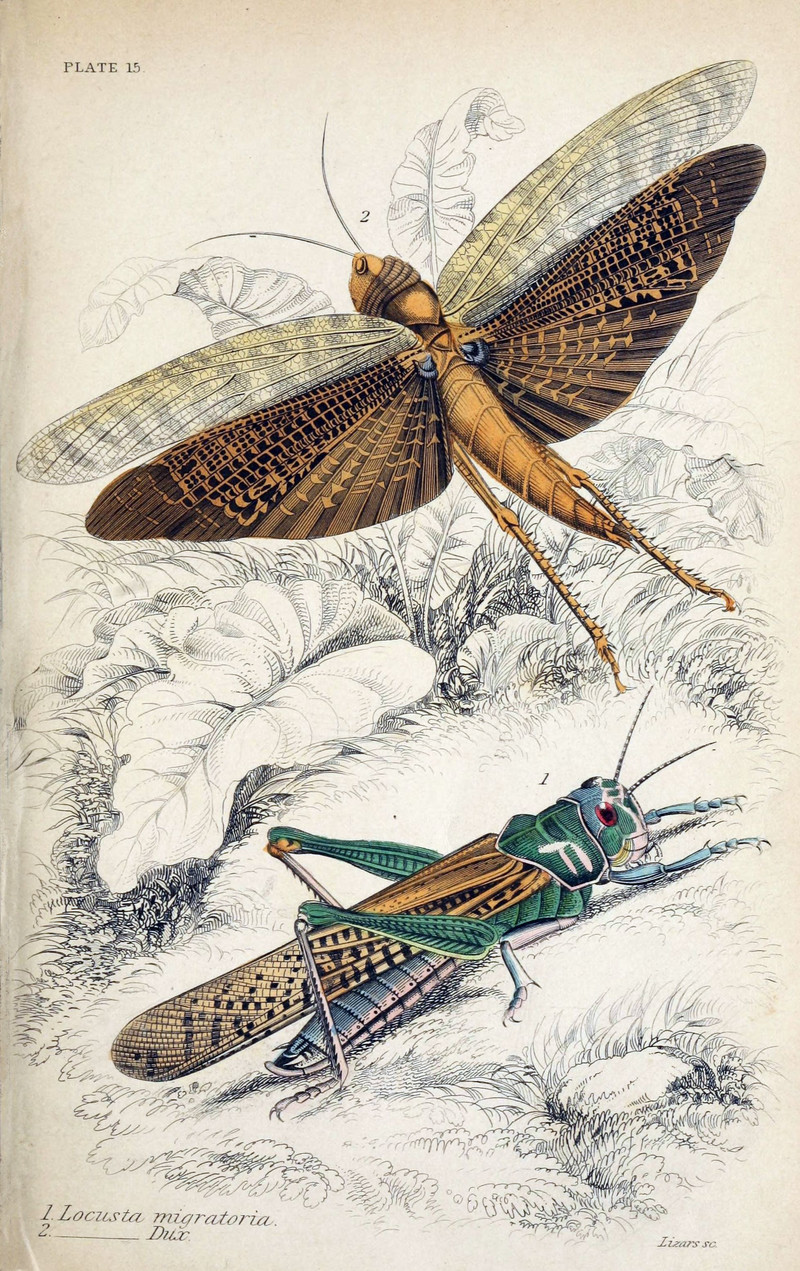Jardine Naturalist's library Entomology Plate 15.jpg