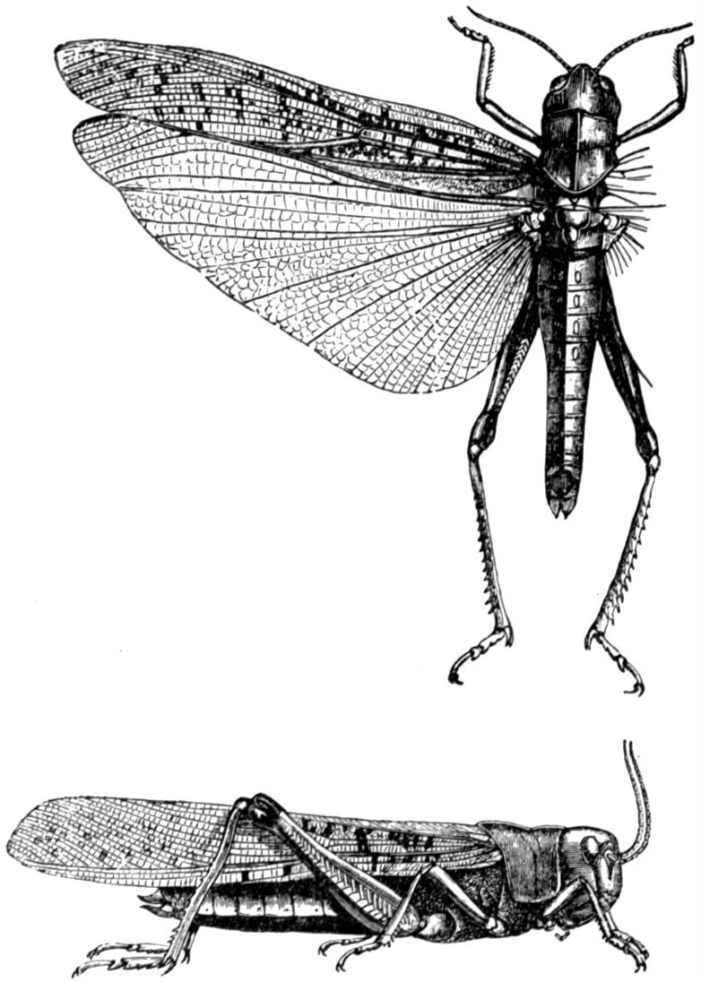 EB1911 Locust - Pachytylus migratorius - Locusta migratoria (migratory locust).jpg