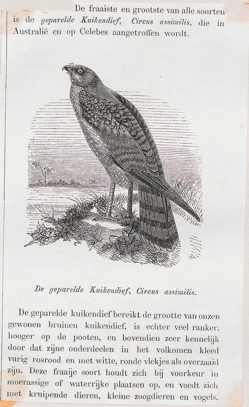 Circus assimilis - 1872 - Print - Iconographia Zoologica - Special Collections University of Amsterdam - UBA01 IZ18300193.spotted harrier, smoke hawk - cropped.jpg