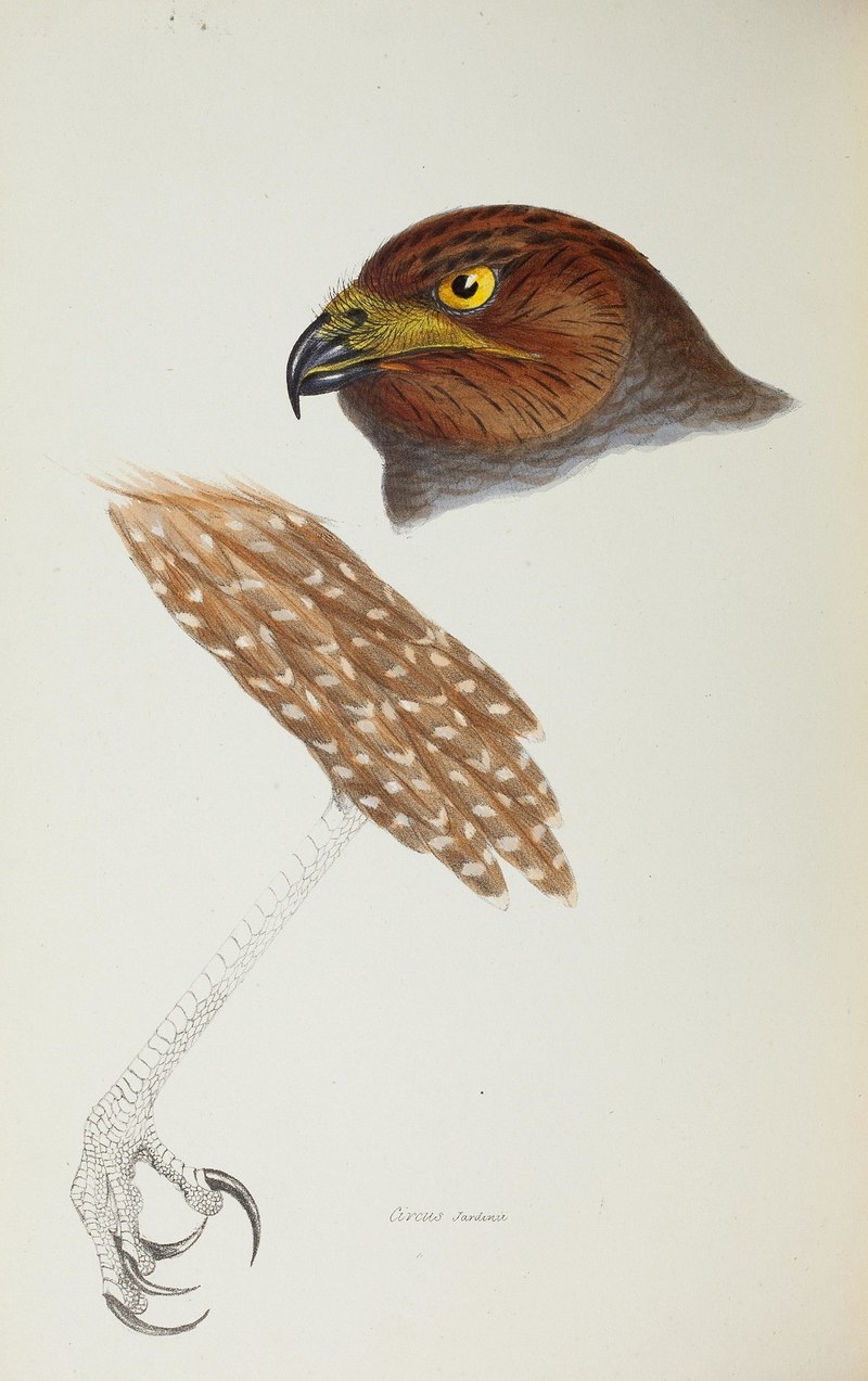 A synopsis of the birds of Australia, and the adjacent Islands BHL45925299 - Circus jardinii = Circus assimilis (spotted harrier).jpg
