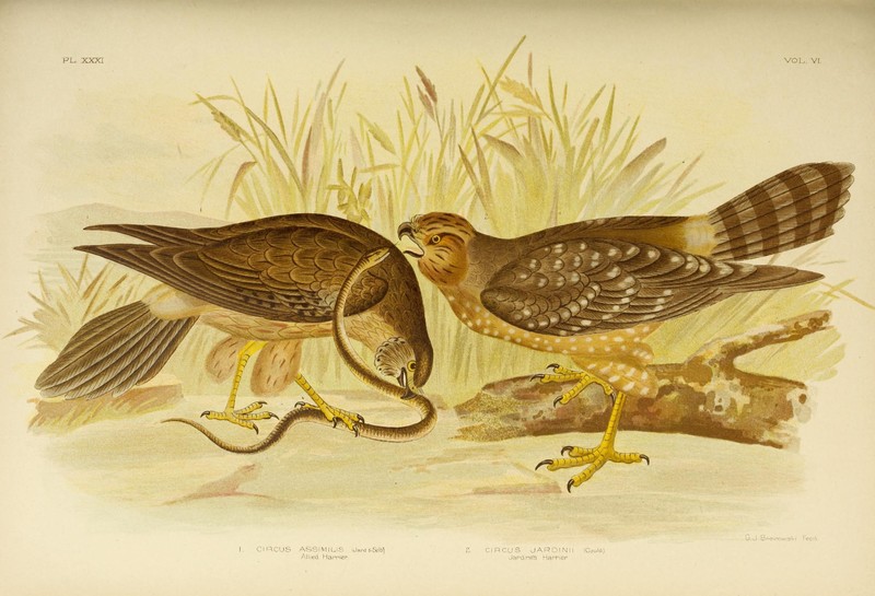 The birds of Australia (17065726552) - Circus jardinii & Circus assimilis (spotted harrier).jpg
