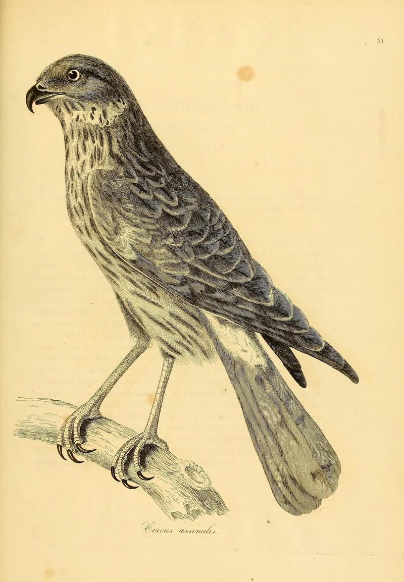 Illustrations of ornithology (1826) (14752074025) - Circus assimilis (spotted harrier).jpg