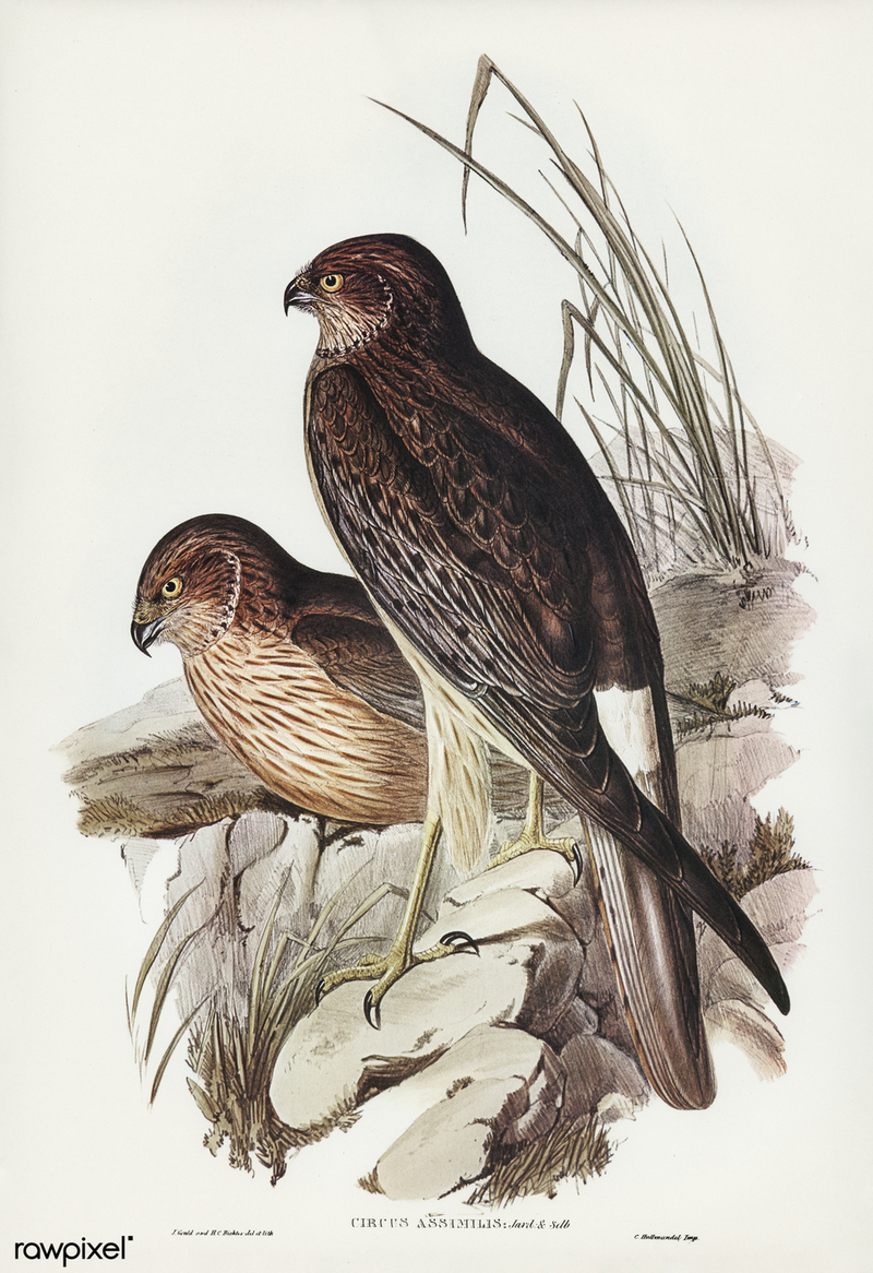 Bird illustration by Elizabeth Gould for Birds of Australia, digitally enhanced from rawpixel's own facsimile book26 - Circus assimilis (spotted harrier, allied harrier).jpg