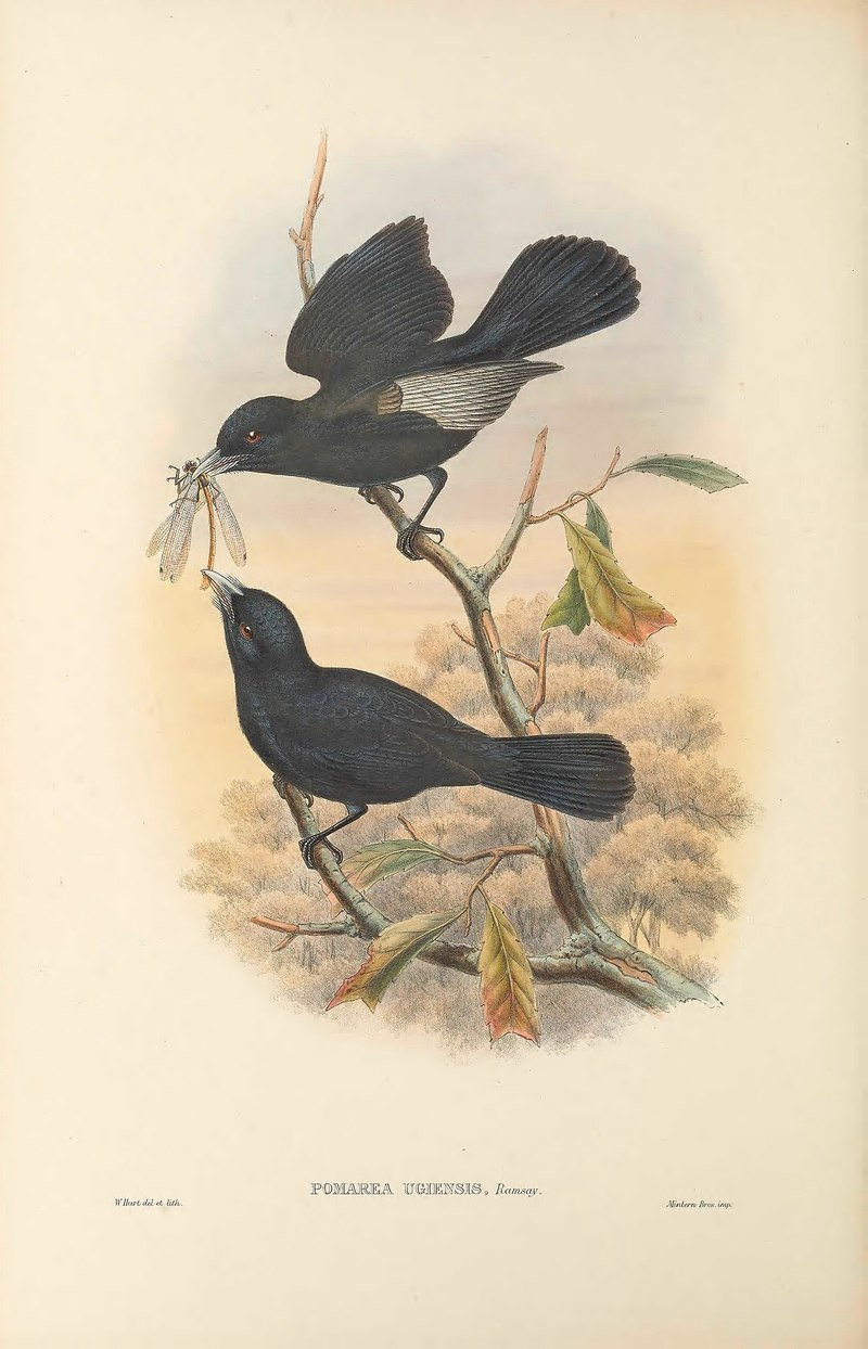 Pomarea ugiensis - The Birds of New Guinea - Monarcha castaneiventris ugiensis (chestnut-bellied monarch).jpg