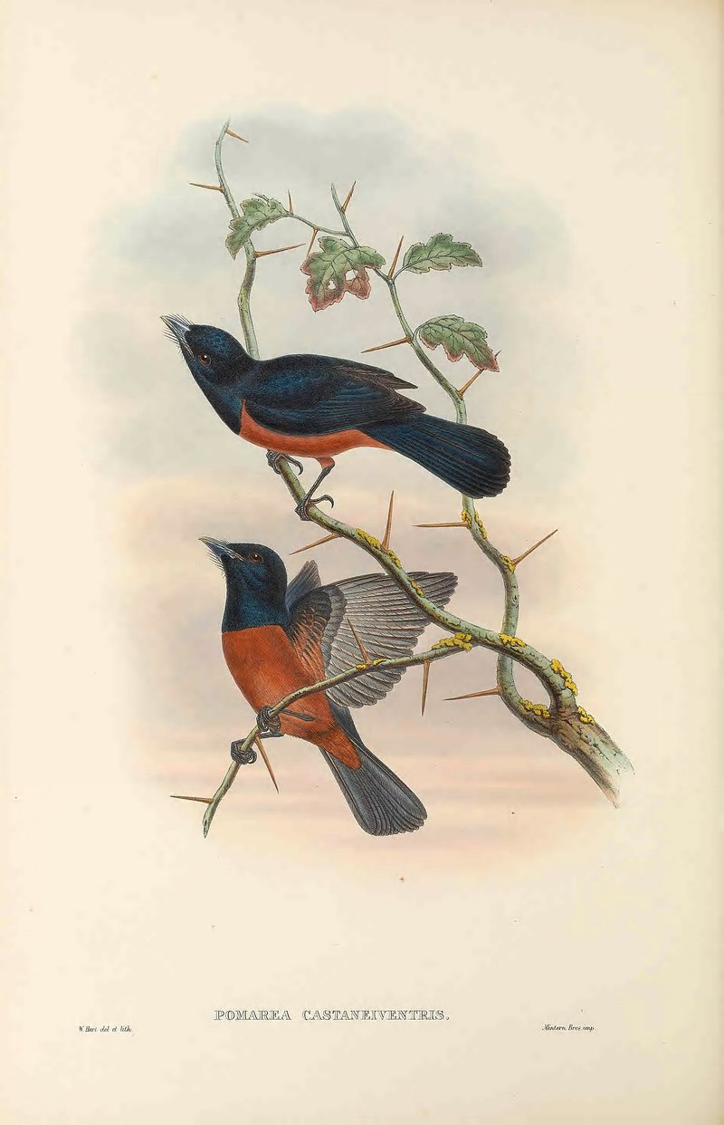 Pomarea castaneiventris - The Birds of New Guinea - Monarcha castaneiventris (chestnut-bellied monarch).jpg