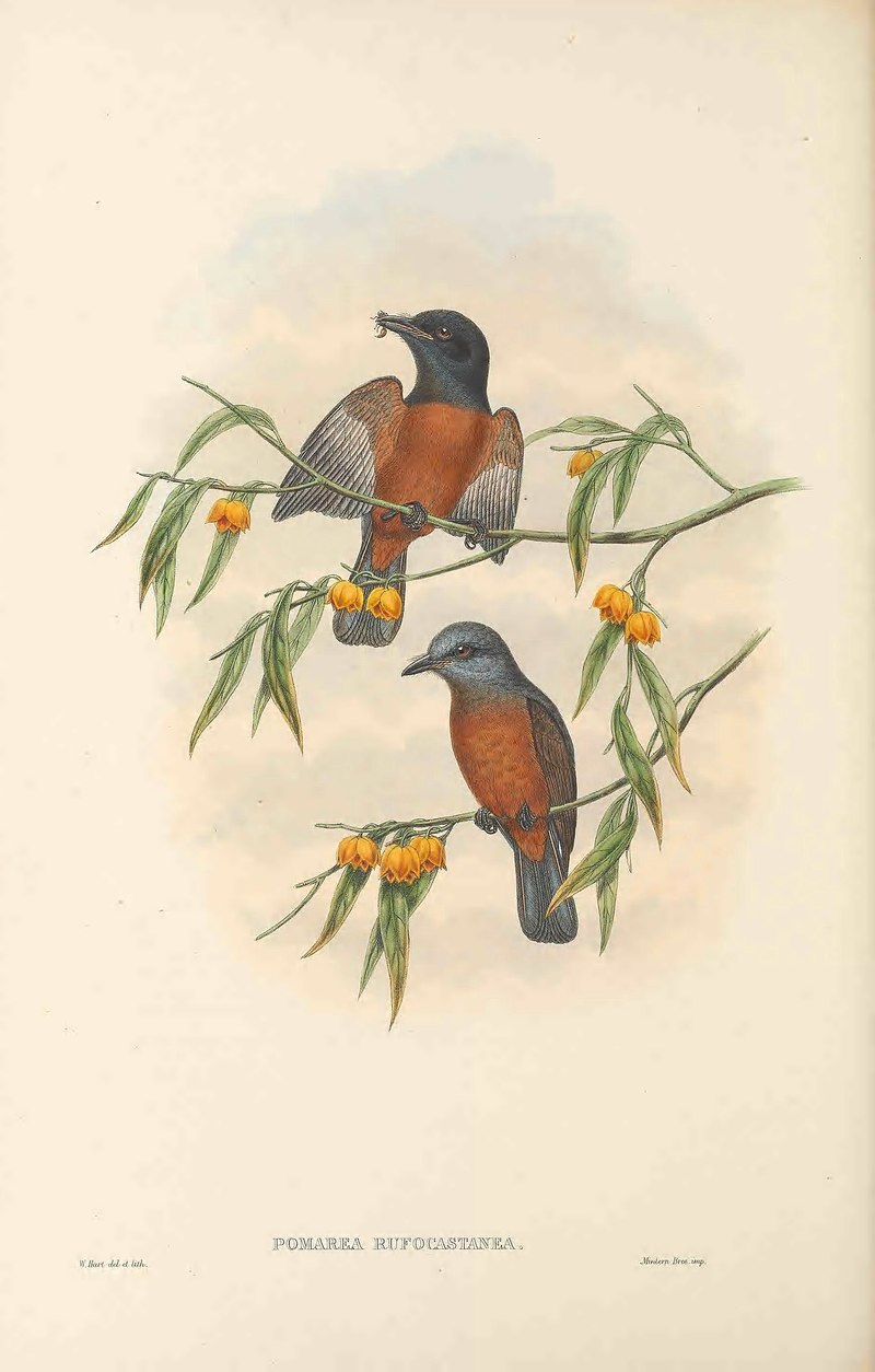 Pomarea rufocastanea - The Birds of New Guinea - Monarcha castaneiventris (chestnut-bellied monarch).jpg