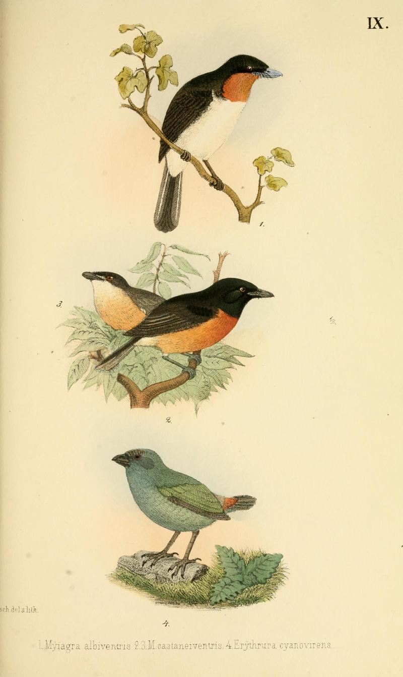 Beitrag zur fauna Centralpolynesiens. Ornithologie der Viti-, Samoa- und Tonga-inselnPl9.jpg