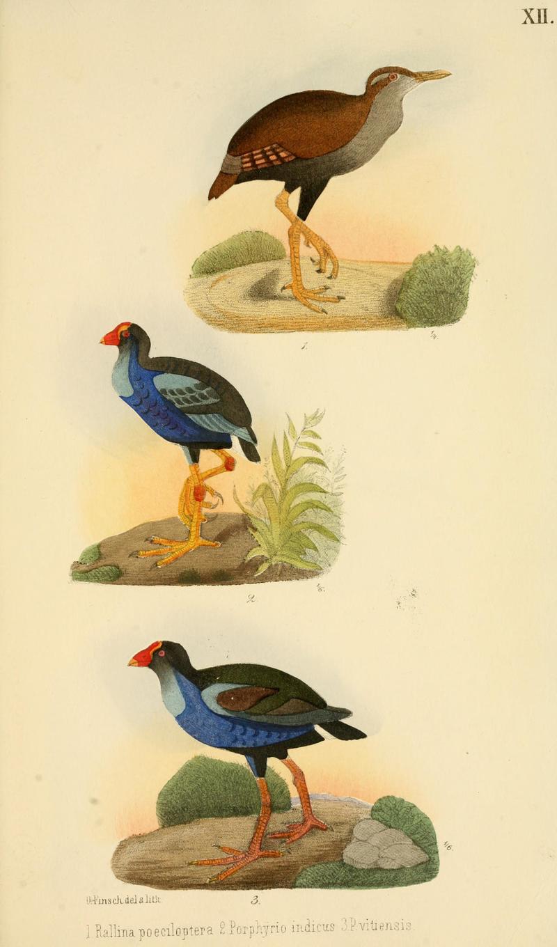 Beitrag zur fauna Centralpolynesiens. Ornithologie der Viti-, Samoa- und Tonga-inselnPl12.jpg