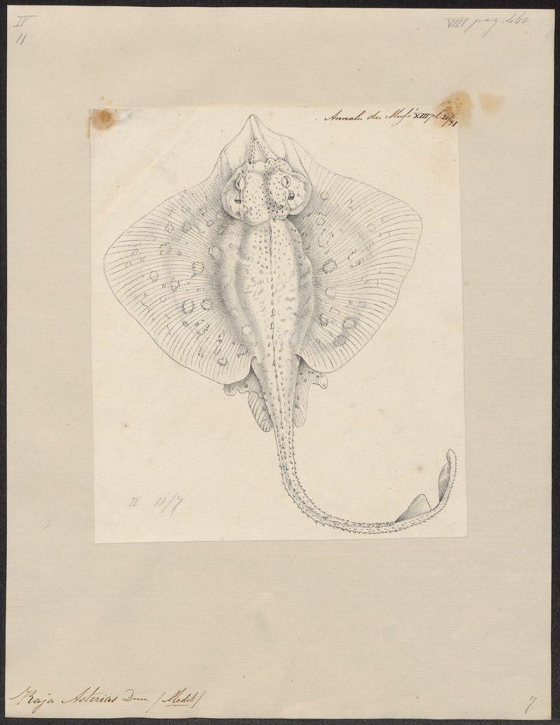 Raja asterias - 1700-1880 - Print - Iconographia Zoologica - Special Collections University of Amsterdam - UBA01 IZ14200063.Mediterranean starry ray.jpg