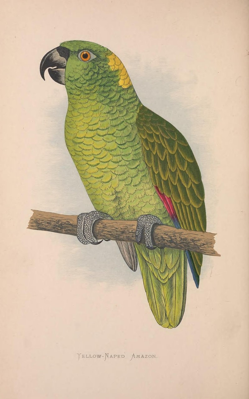 Parrots in captivity (Vol. 3. PL. 22) Yellow-Naped Amazon (8528374838) - Amazona auropalliata.jpg