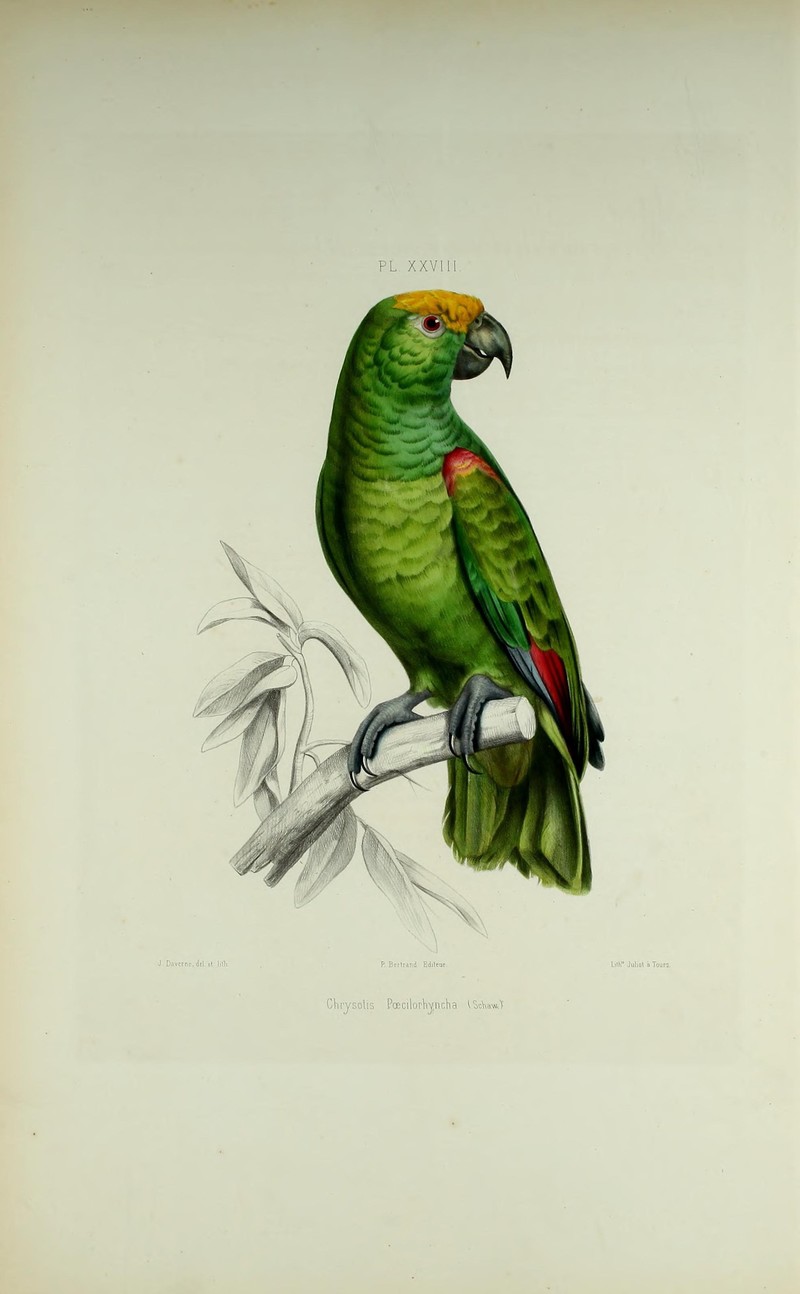 Iconographie des perroquets - (20092152244) - Amazona ochrocephala (yellow-crowned amazon parrot).jpg