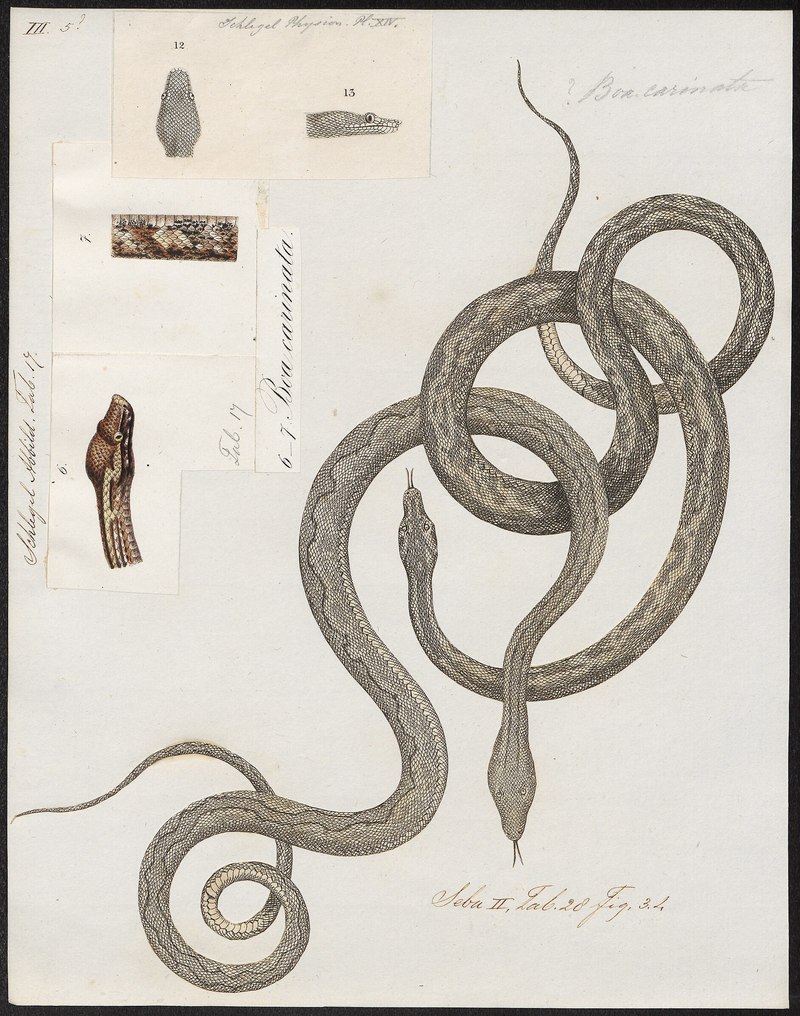 Boa carinata - 1734-1765 - Print - Iconographia Zoologica - Special Collections University of Amsterdam - UBA01 IZ11900099.Candoia carinata (Pacific ground boa).jpg