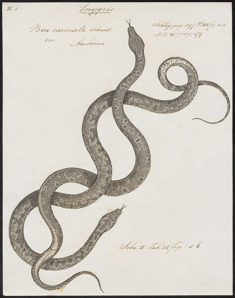 Boa carinata - 1734-1765 - Print - Iconographia Zoologica - Special Collections University of Amsterdam - UBA01 IZ11900097.Candoia carinata (Pacific ground boa).jpg