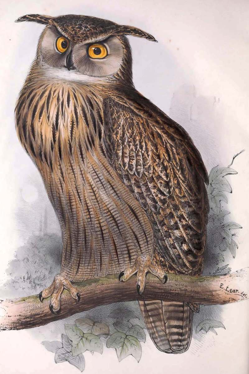 Bubo bubo. John Gould. The Birds of Europe - Eurasian eagle-owl.jpg