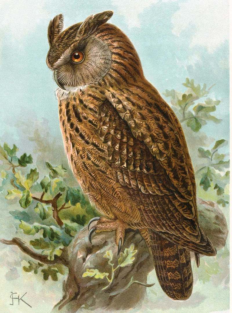 Bubo bubo Naumann - Eurasian eagle-owl (Bubo bubo).jpg