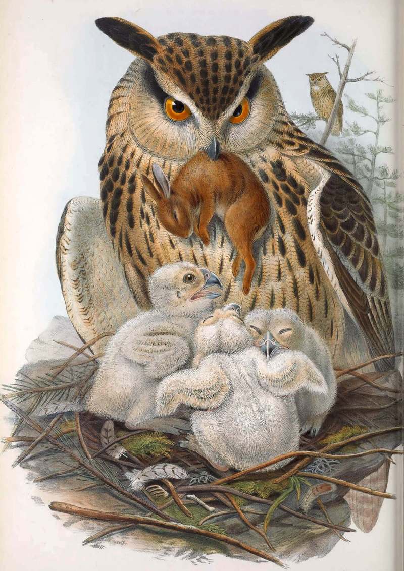 Bubo bubo. John Gould. The birds of Great Britain - Bubo maximus = Bubo bubo (Eurasian eagle-owl).jpg