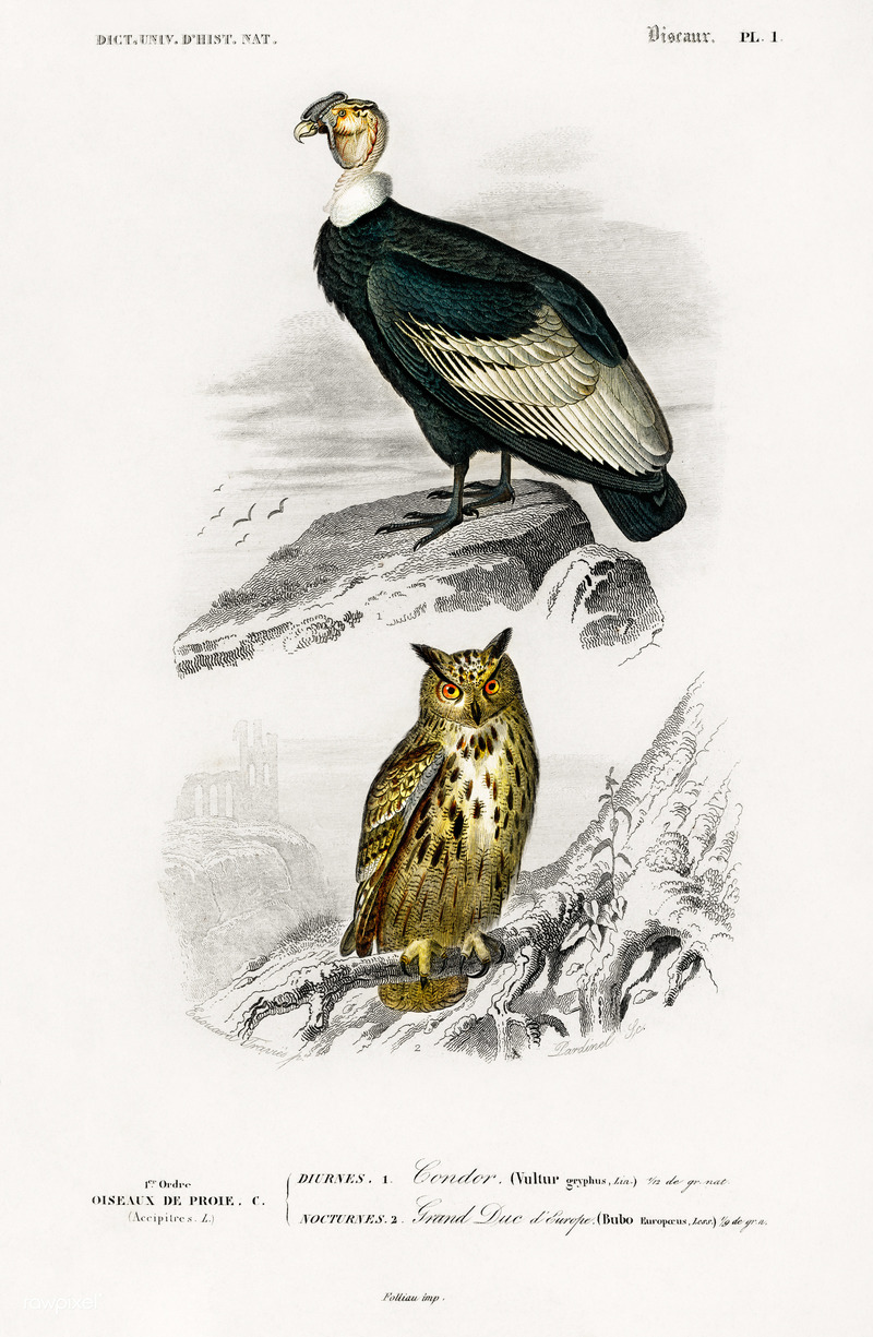 Vultur gryphus (Andean condor); Bubo bubo (Eurasian eagle-owl).jpg