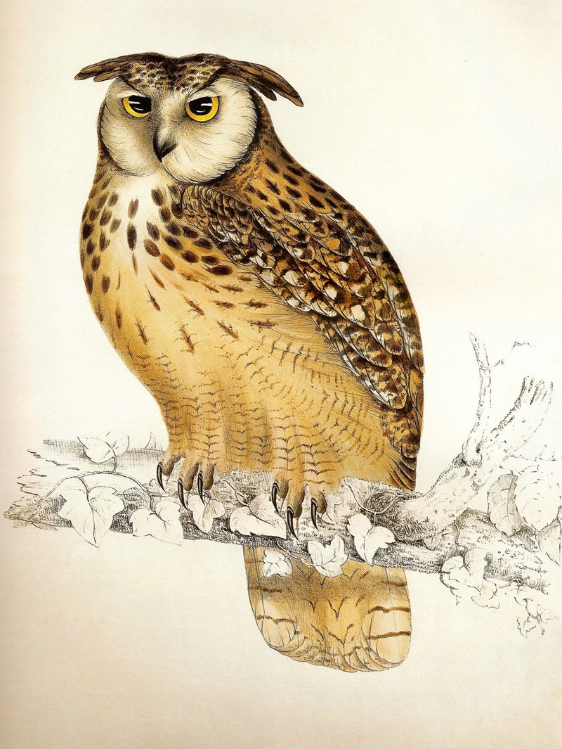 Bubo bengalensis Gould - Indian eagle-owl.jpg