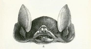 Pteronotus parnellii Dobson - Chilonycteris rubiginosa = Pteronotus parnellii rubiginosus (Parnell's mustached bat).jpg