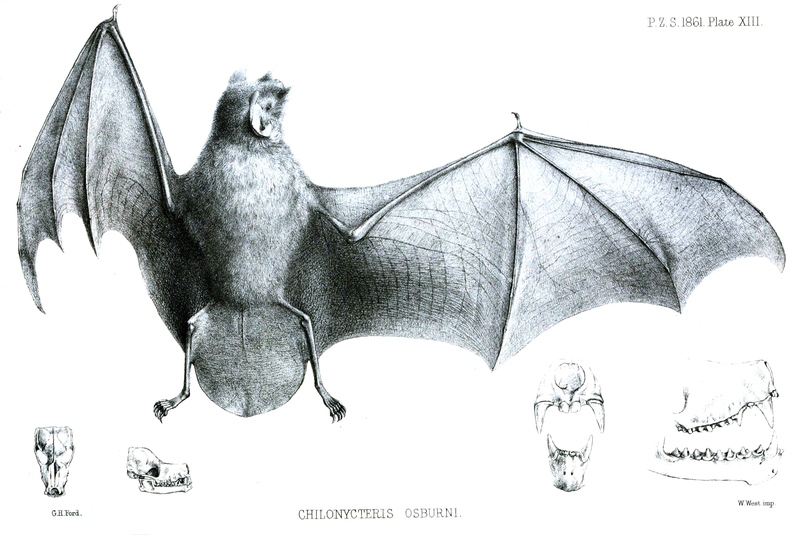 Chilonycteris Osburni Ford - Pteronotus parnellii osburni (Parnell's mustached bat).jpg