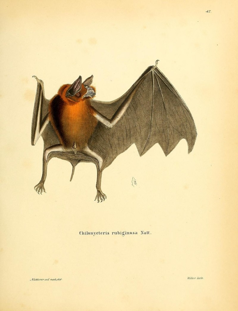 Die Säugthiere in Abbildungen nach der Natur, mit Beschreibungen (Plate 47) (8548819592) - Chilonycteris rubiginosa = Pteronotus parnellii rubiginosus (Parnell's mustached bat).jpg
