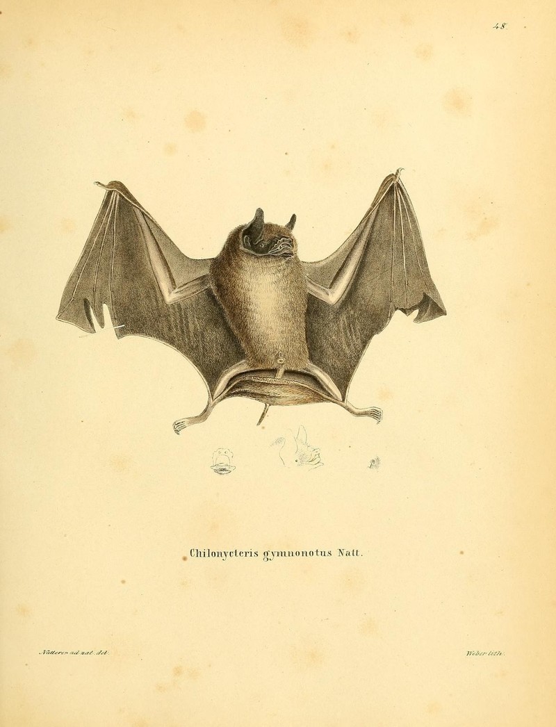 Die Säugthiere in Abbildungen nach der Natur, mit Beschreibungen (Plate 48) (8548819920) - Chilonycteris gymnonotus = Pteronotus gymnonotus (big naked-backed bat).jpg