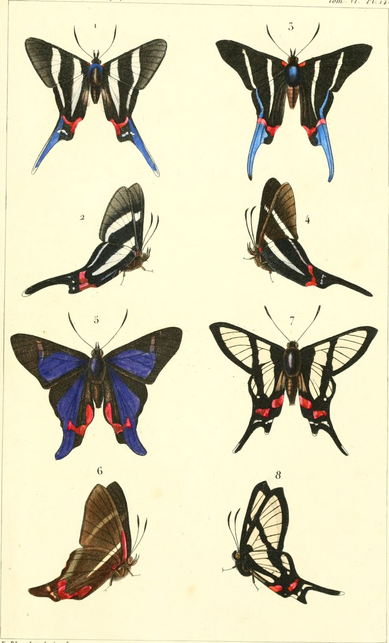 Annales de la Société entomologique de France (1837) (14783843253).jpg