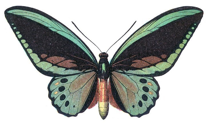 Ornithoptera priamus (Millot).jpg